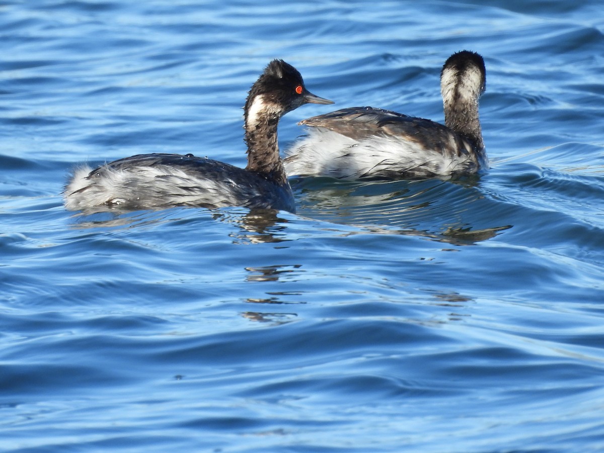 Grèbe à cou noir - ML645855393