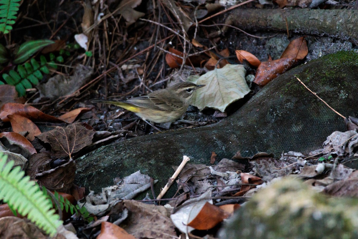 ヤシアメリカムシクイ - ML645855394