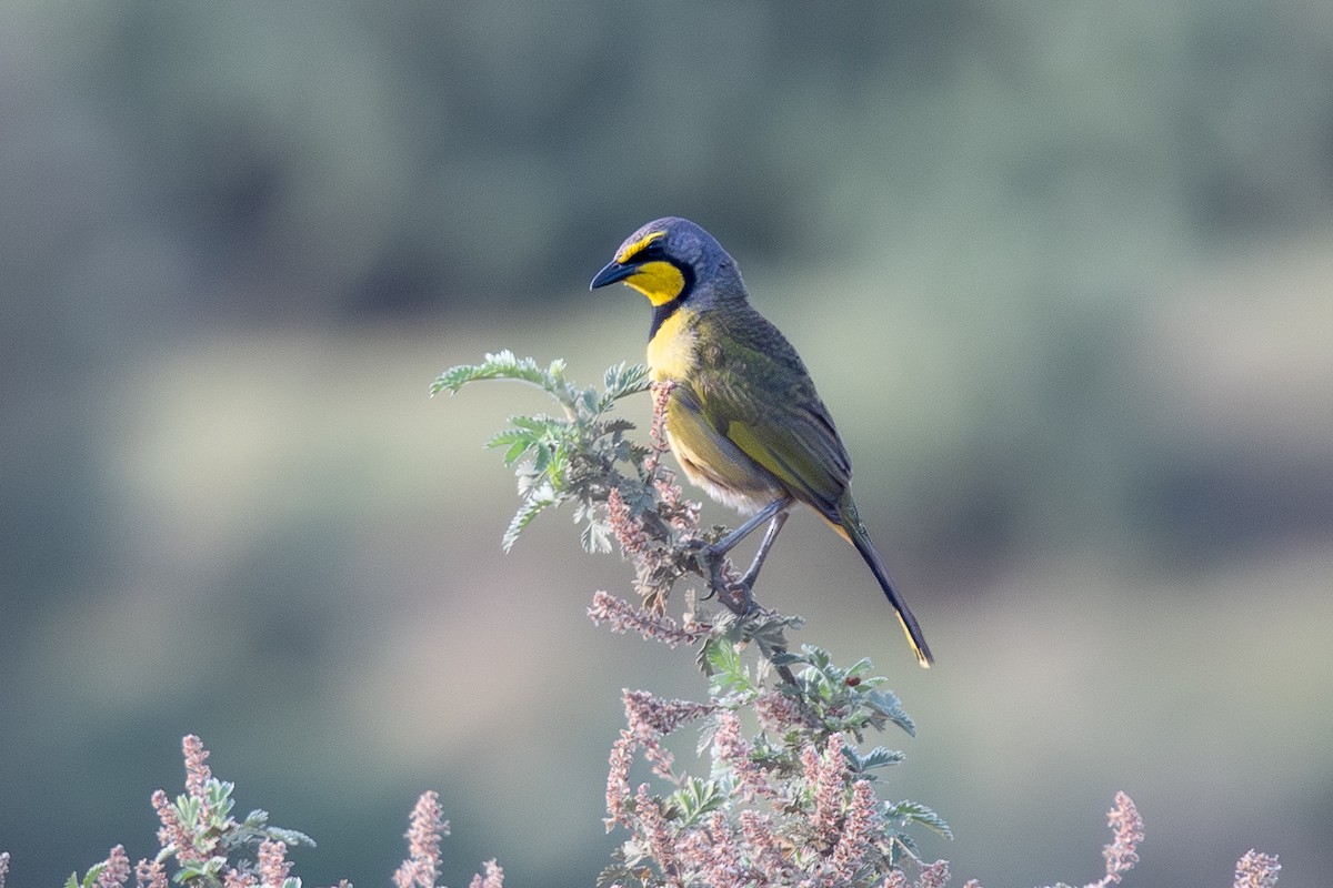 キノドミドリヤブモズ（zeylonus グループ） - ML645855395