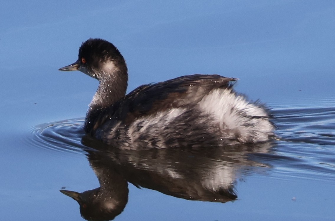 ハジロカイツブリ - ML645855396