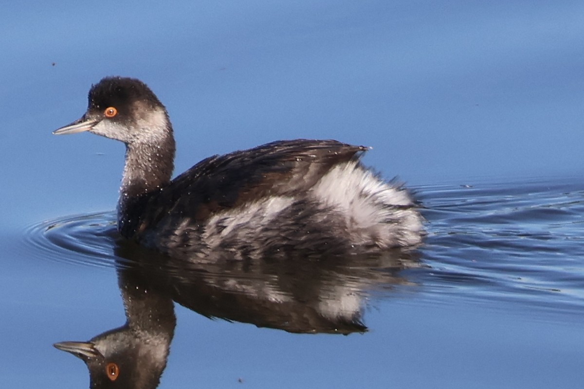 ハジロカイツブリ - ML645855397