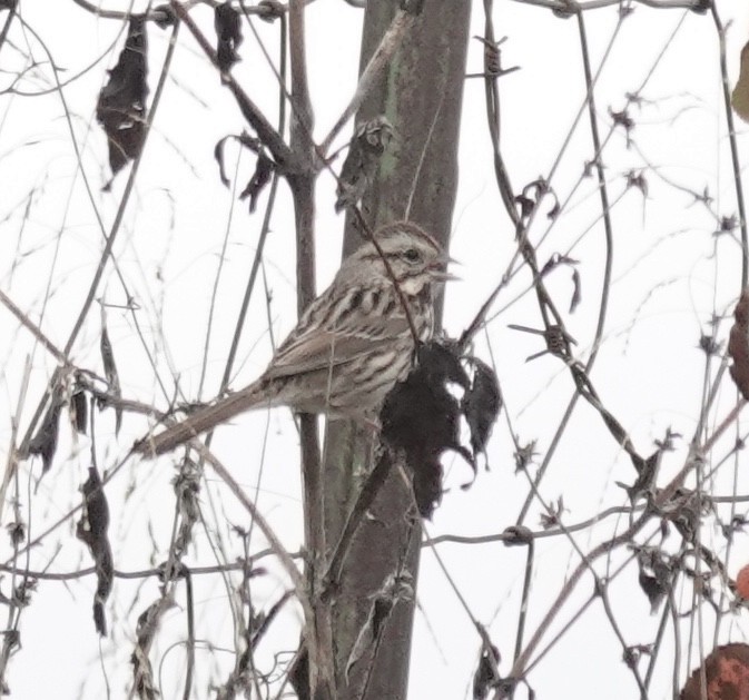 ウタスズメ - ML645855399