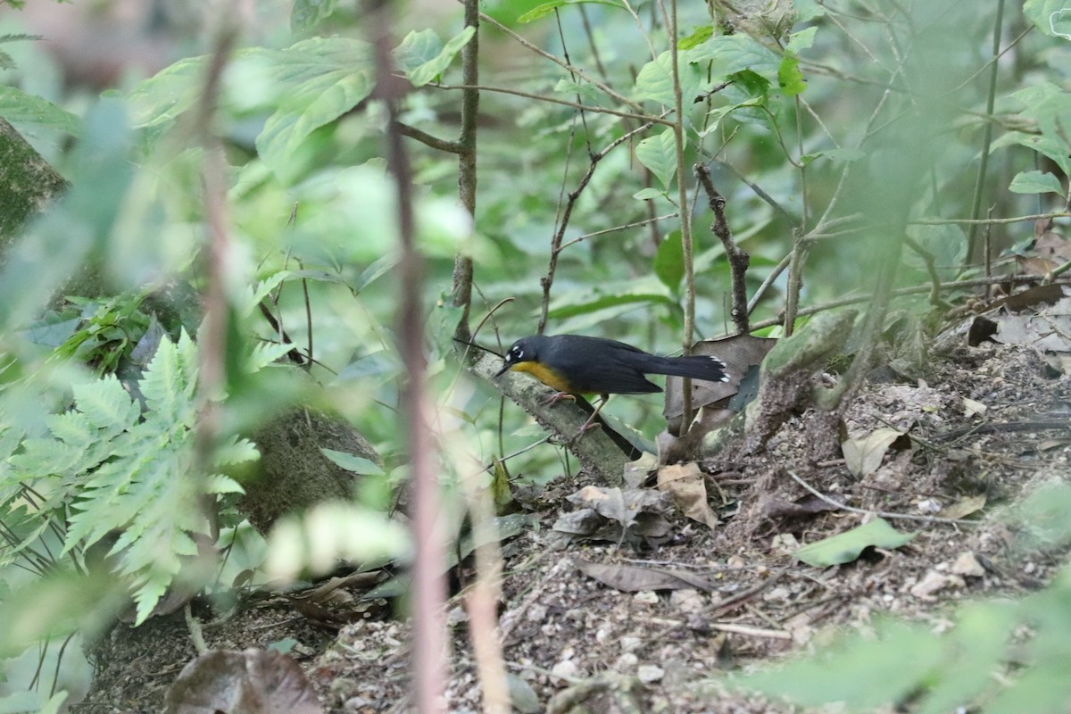 Fan-tailed Warbler - ML645855405