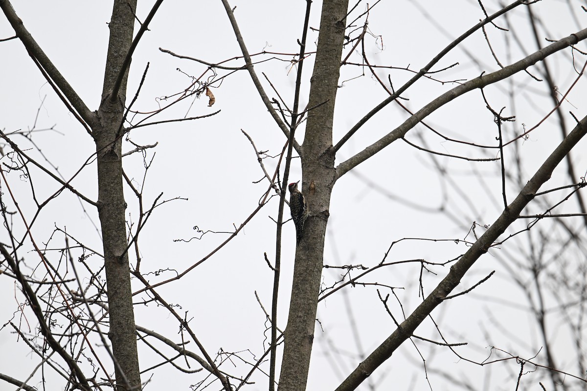 Yellow-bellied Sapsucker - ML645855407