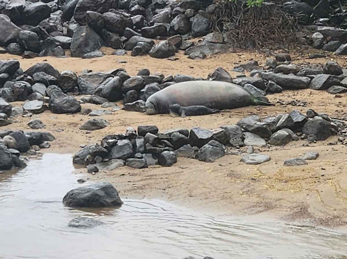 Hawaiian Monk Seal - ML645855431