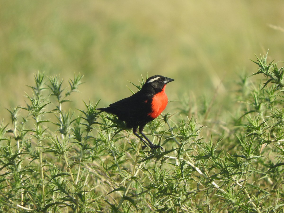 White-browed Meadowlark - ML645855437