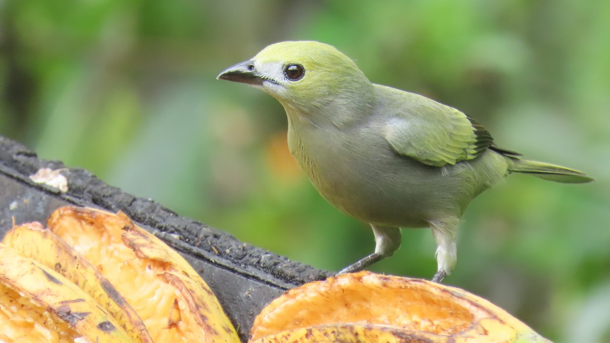 Tangara Palmera - ML645855438