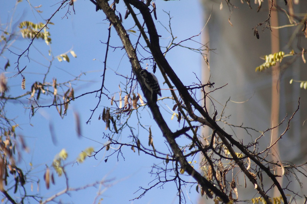 Downy Woodpecker - ML645855441