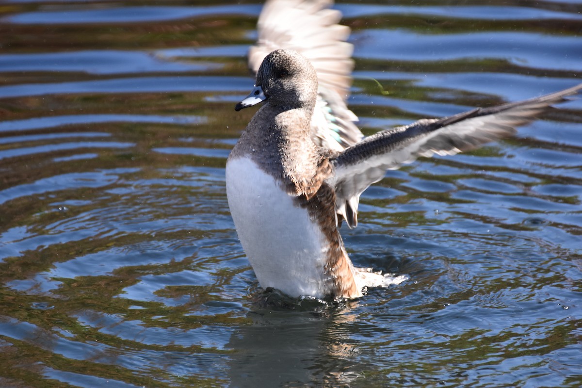 American Wigeon - ML645855445