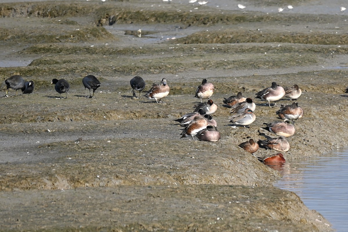 American Wigeon - ML645855447