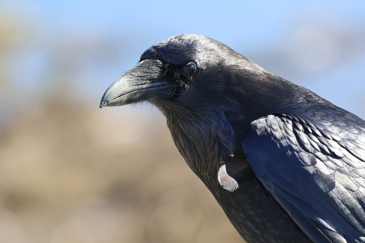 Common Raven - ML645855449