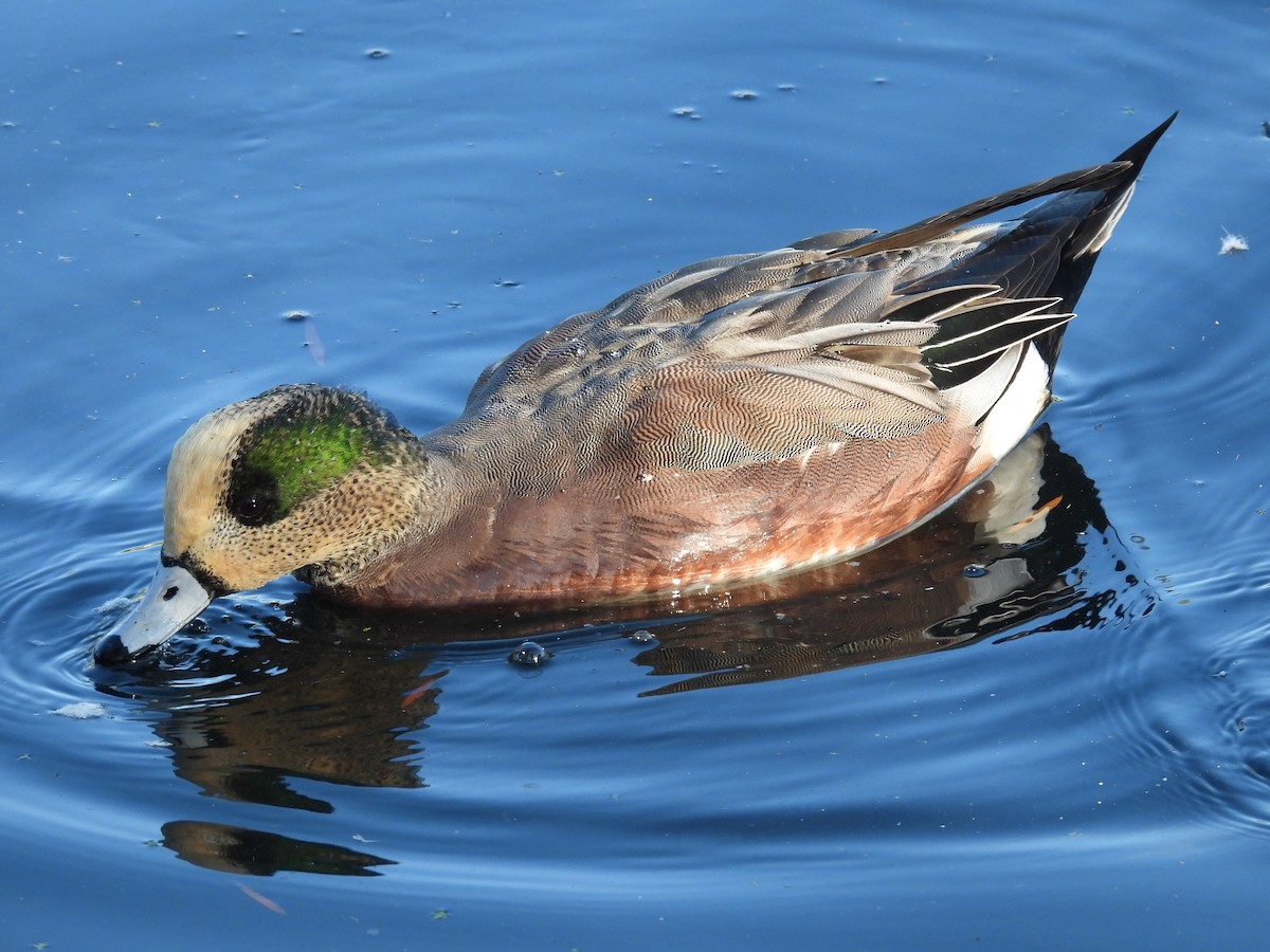 葡萄胸鴨 - ML645855451