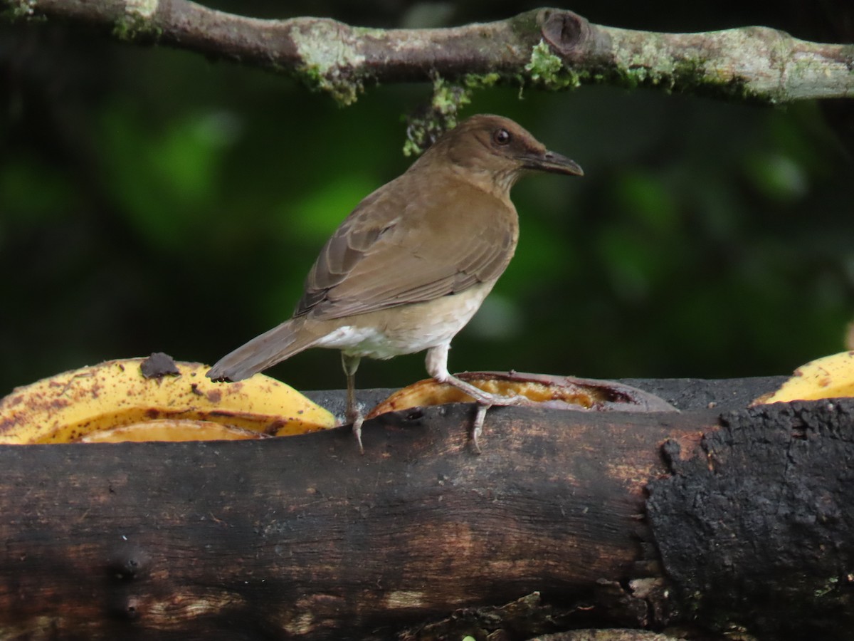 Black-billed Thrush - ML645855465