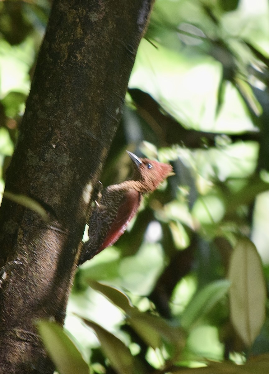 Banded Woodpecker - ML645855469