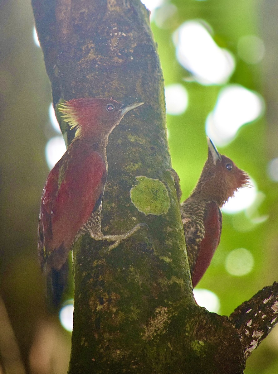 Banded Woodpecker - ML645855470