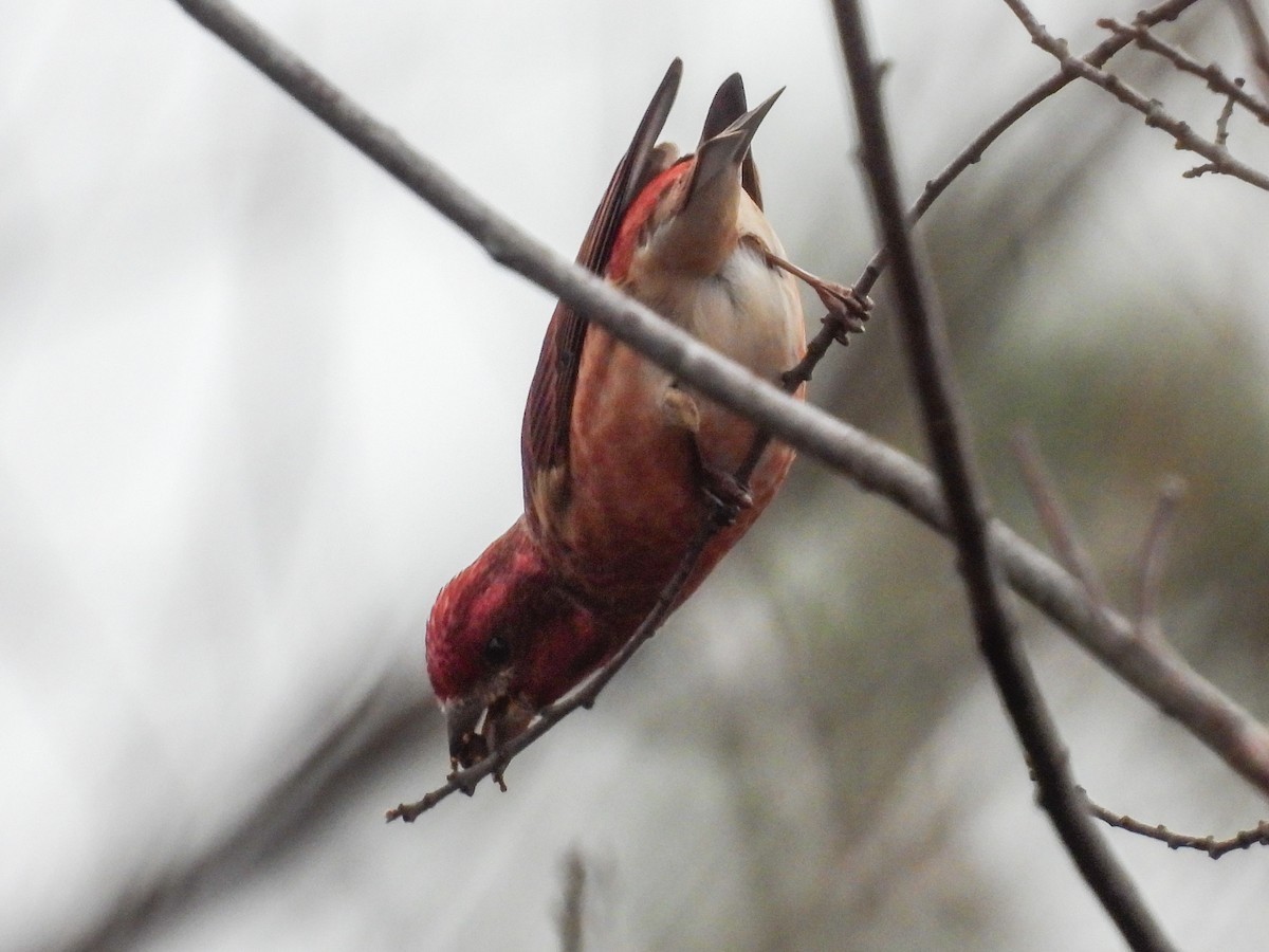 purpurfink - ML645855472