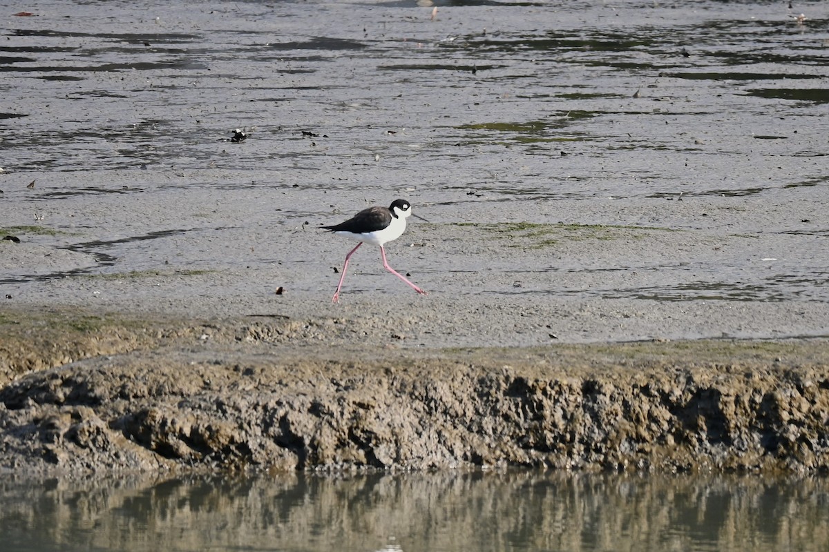 Black-necked Stilt - ML645855473