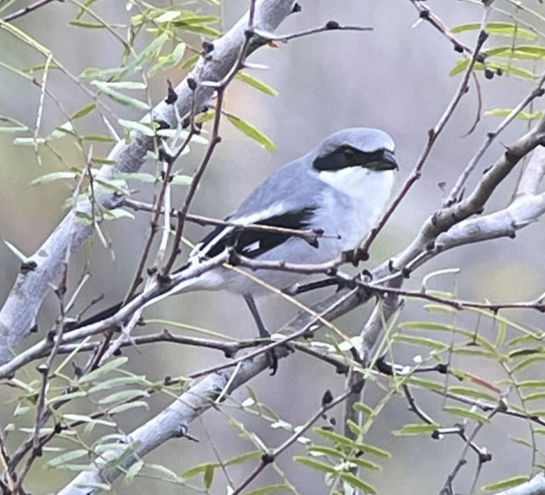 Loggerhead Shrike - ML645855474