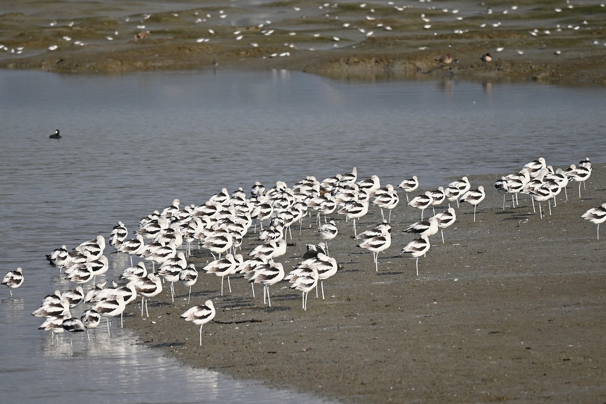 American Avocet - ML645855475