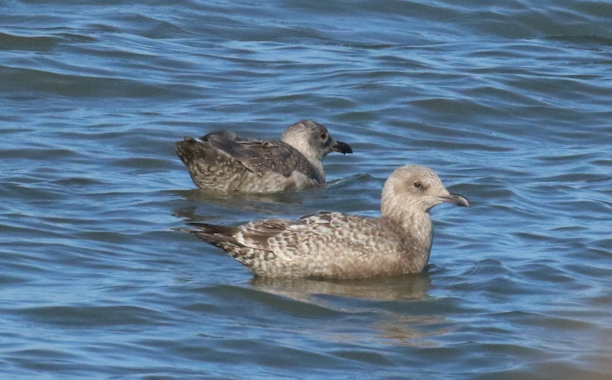 Iceland Gull (Thayer's) - ML645855476