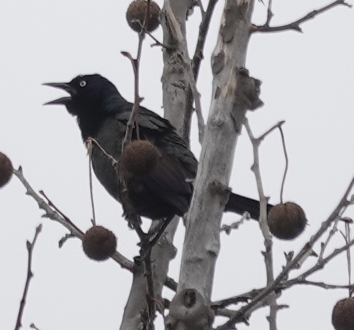 Common Grackle - ML645855477