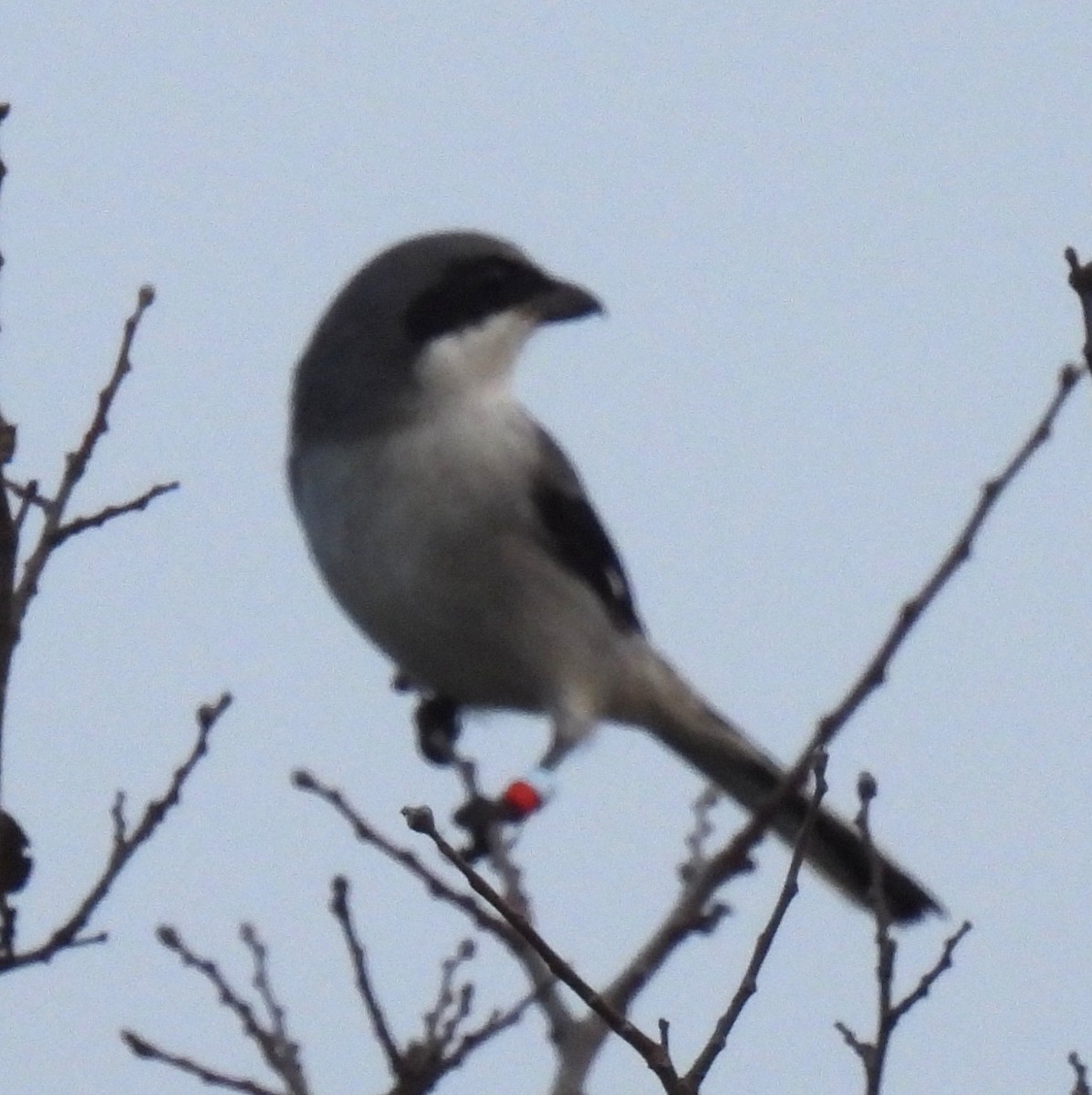 Loggerhead Shrike - ML645855479