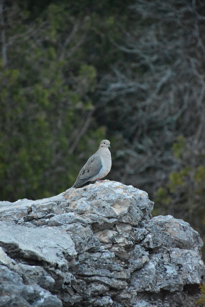 Mourning Dove - ML645855482