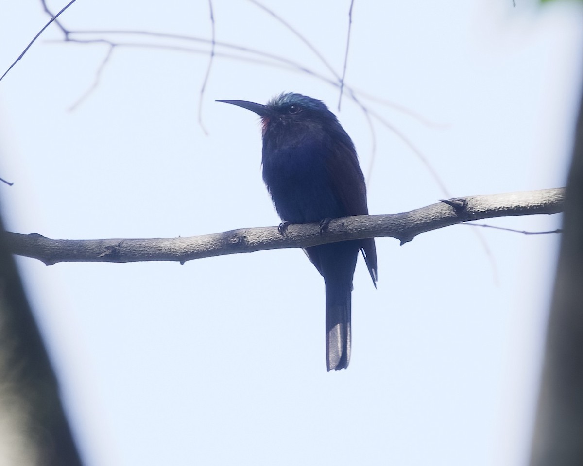 Blue-headed Bee-eater - ML645855483