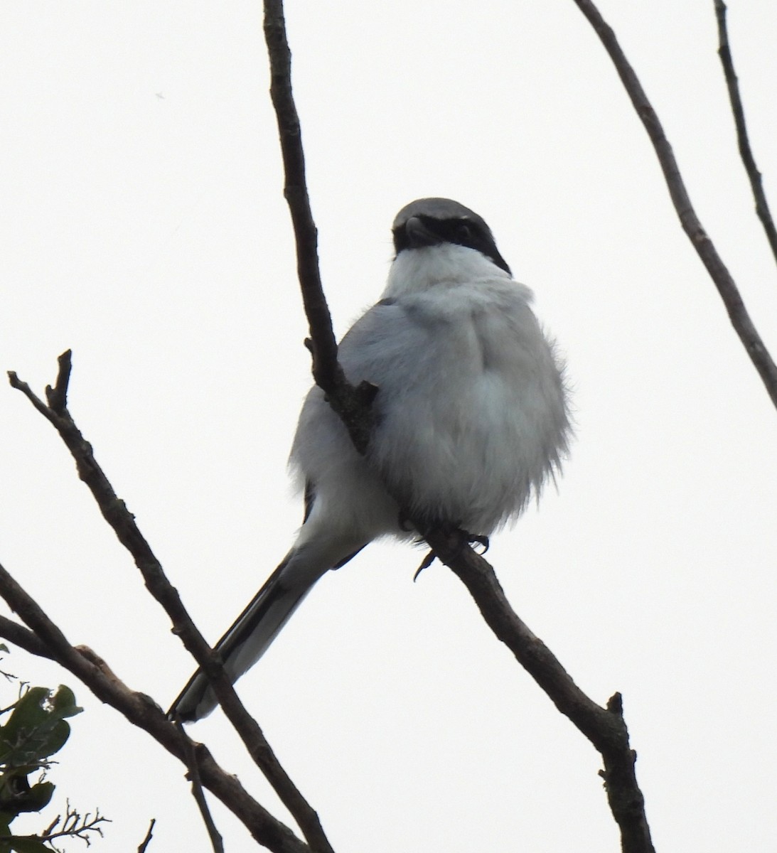 Loggerhead Shrike - ML645855484
