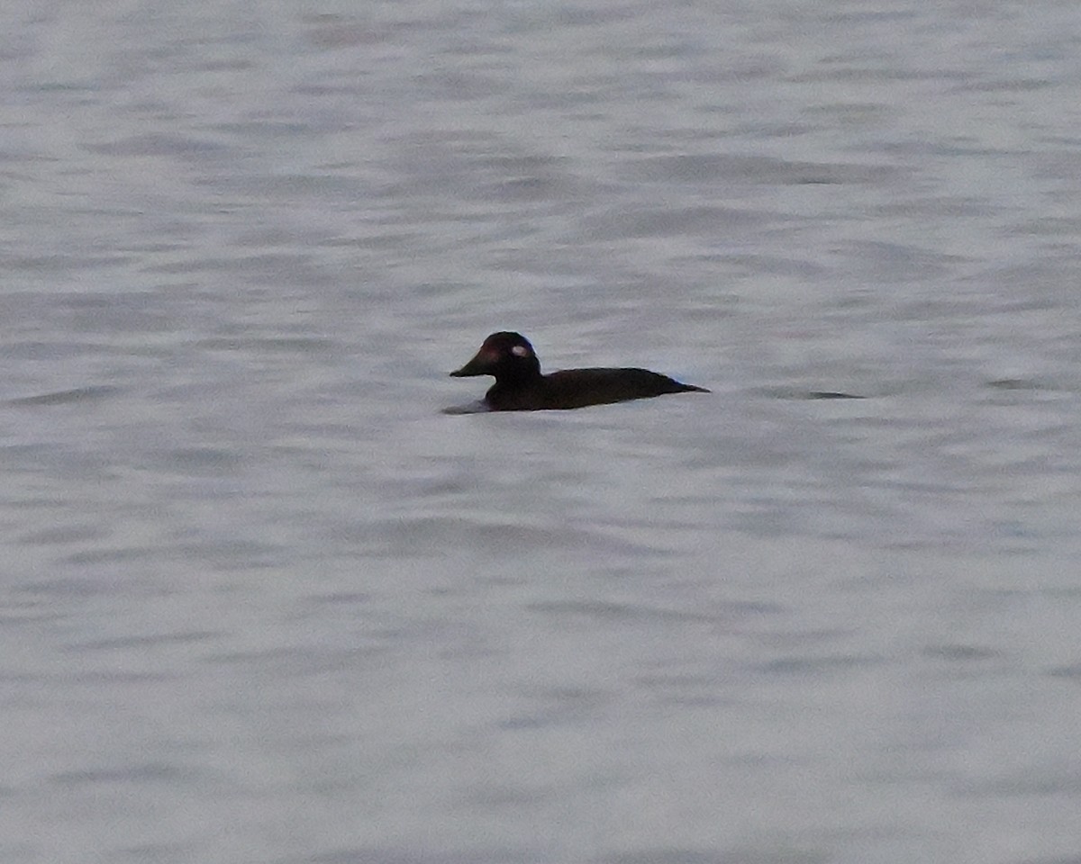 White-winged Scoter - ML645855487