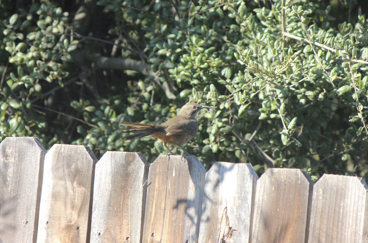 California Thrasher - ML645855489