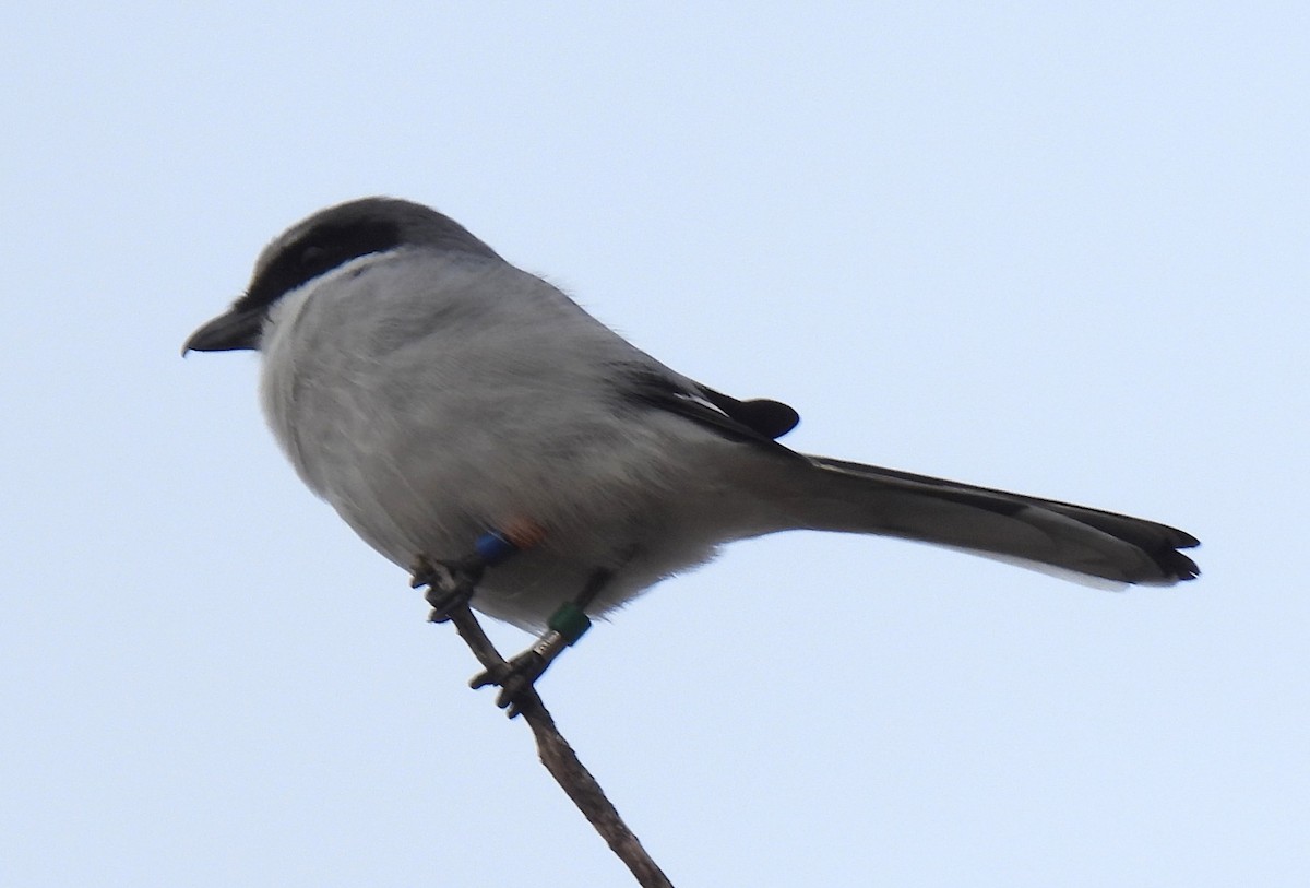 Loggerhead Shrike - ML645855491