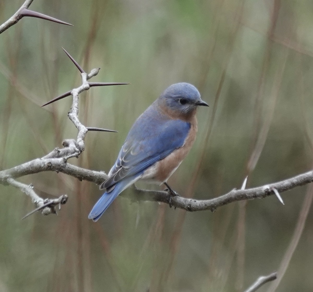 Eastern Bluebird - ML645855492
