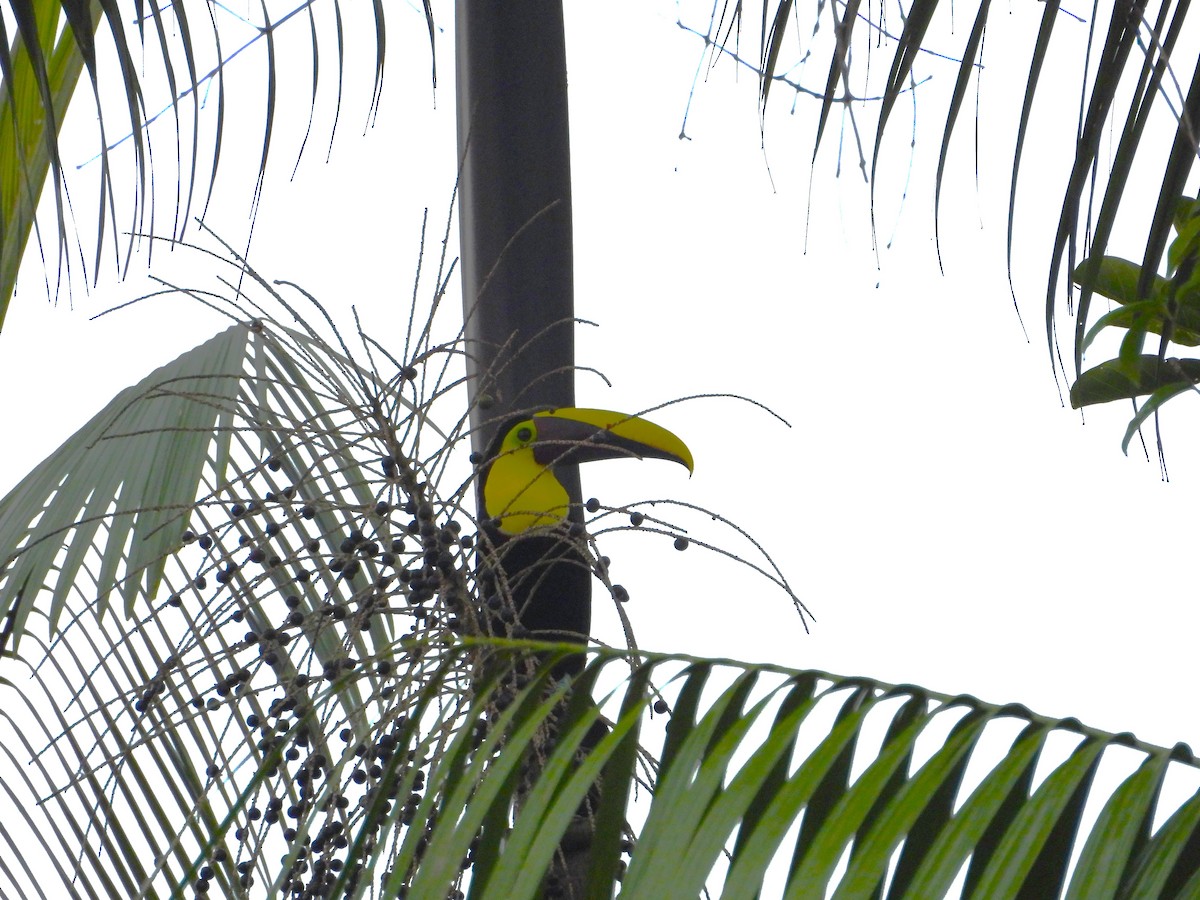 Yellow-throated Toucan - ML645855494