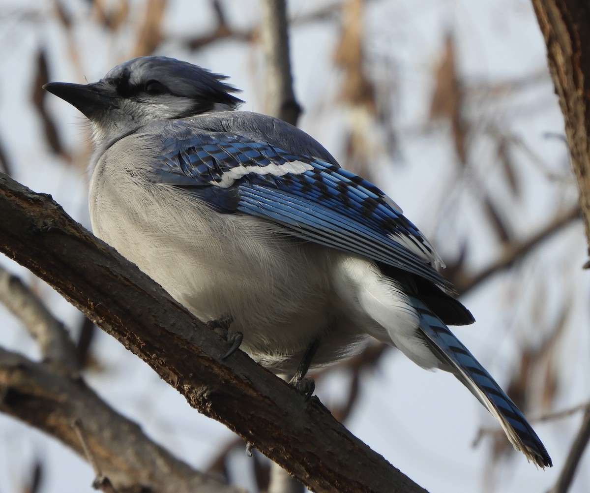 Blue Jay - ML645855495