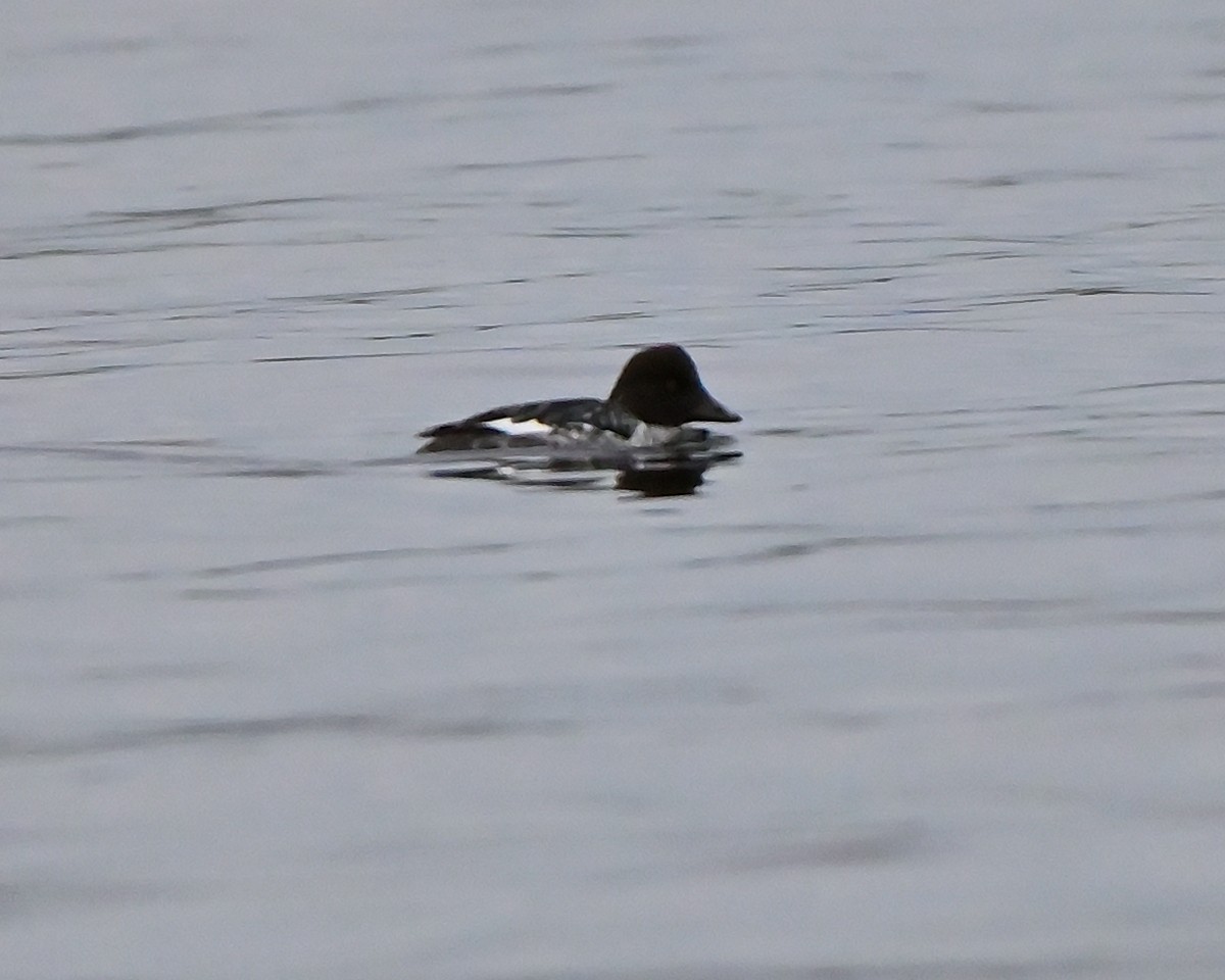 鵲鴨 - ML645855497