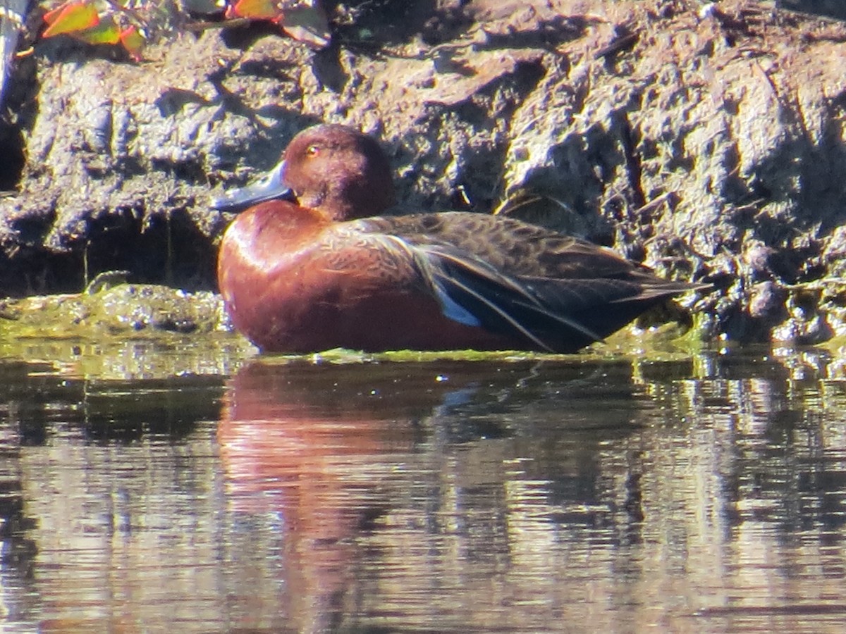 Cinnamon Teal - ML645855498