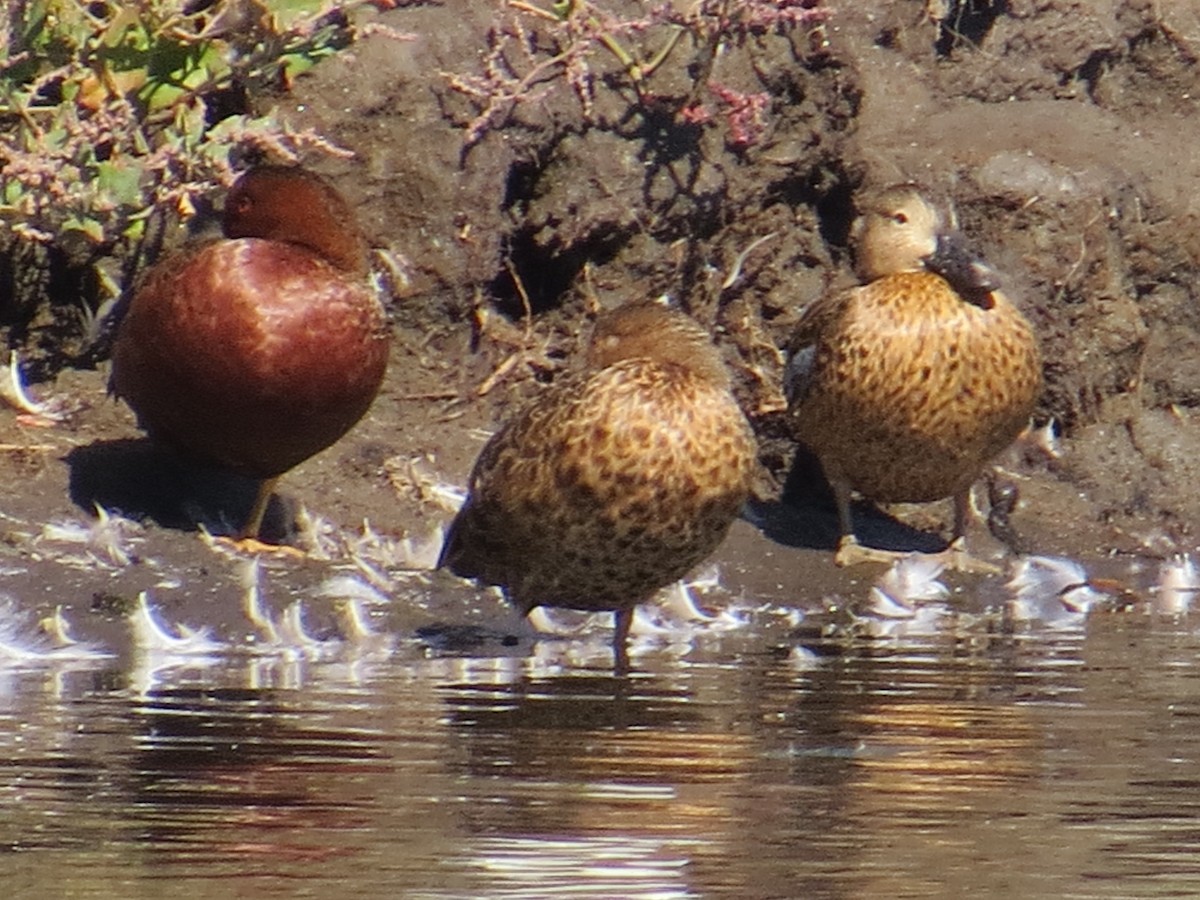 Cinnamon Teal - ML645855500