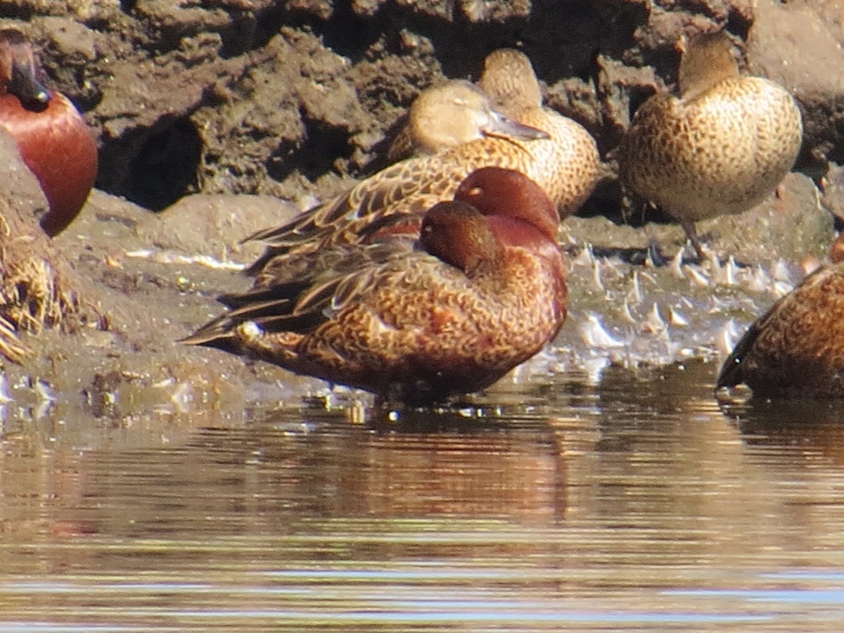 שרשיר קינמון - ML645855501
