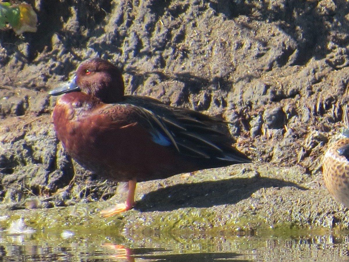 שרשיר קינמון - ML645855503
