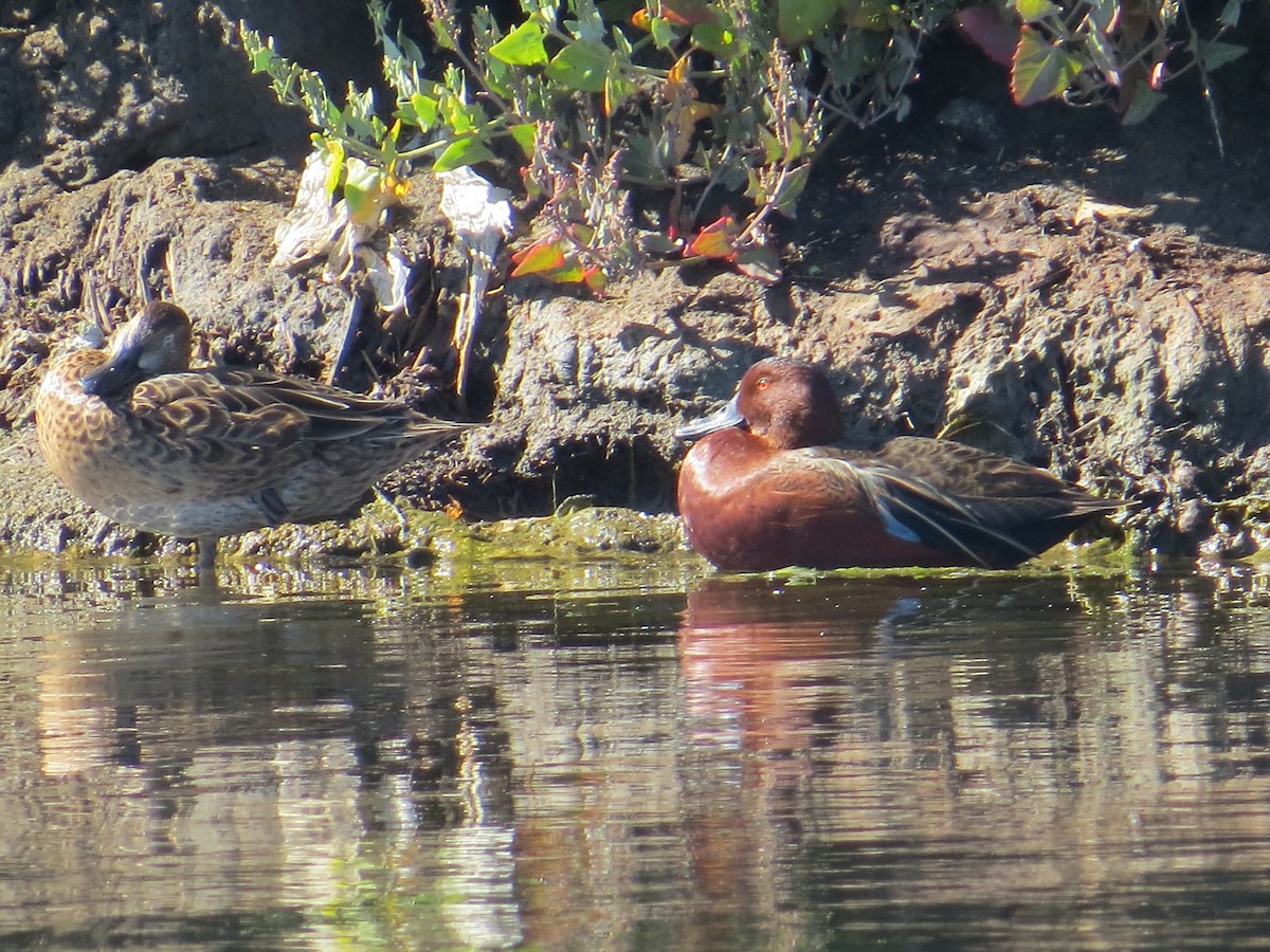 שרשיר קינמון - ML645855504