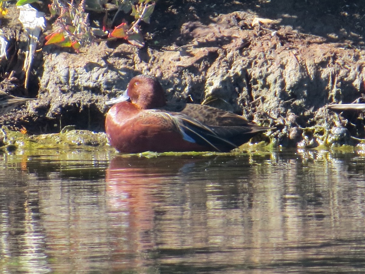 שרשיר קינמון - ML645855505