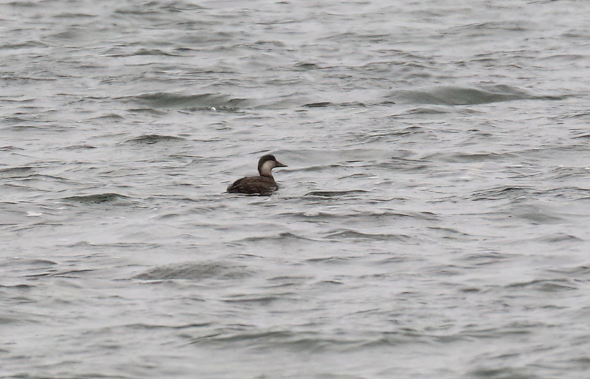 Black Scoter - ML645855506