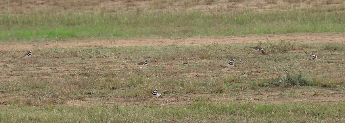 Killdeer - ML645855507