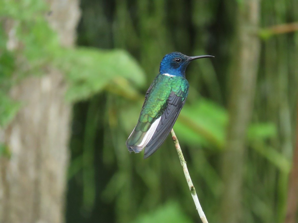 White-necked Jacobin - ML645855508
