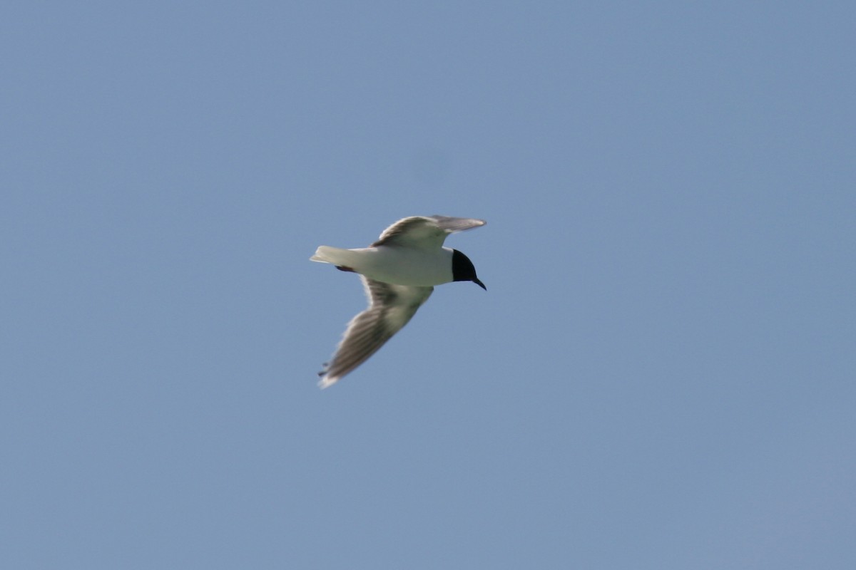 小鷗 - ML645855509