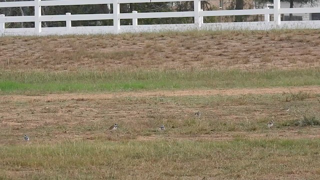 Пісочник крикливий - ML645855510