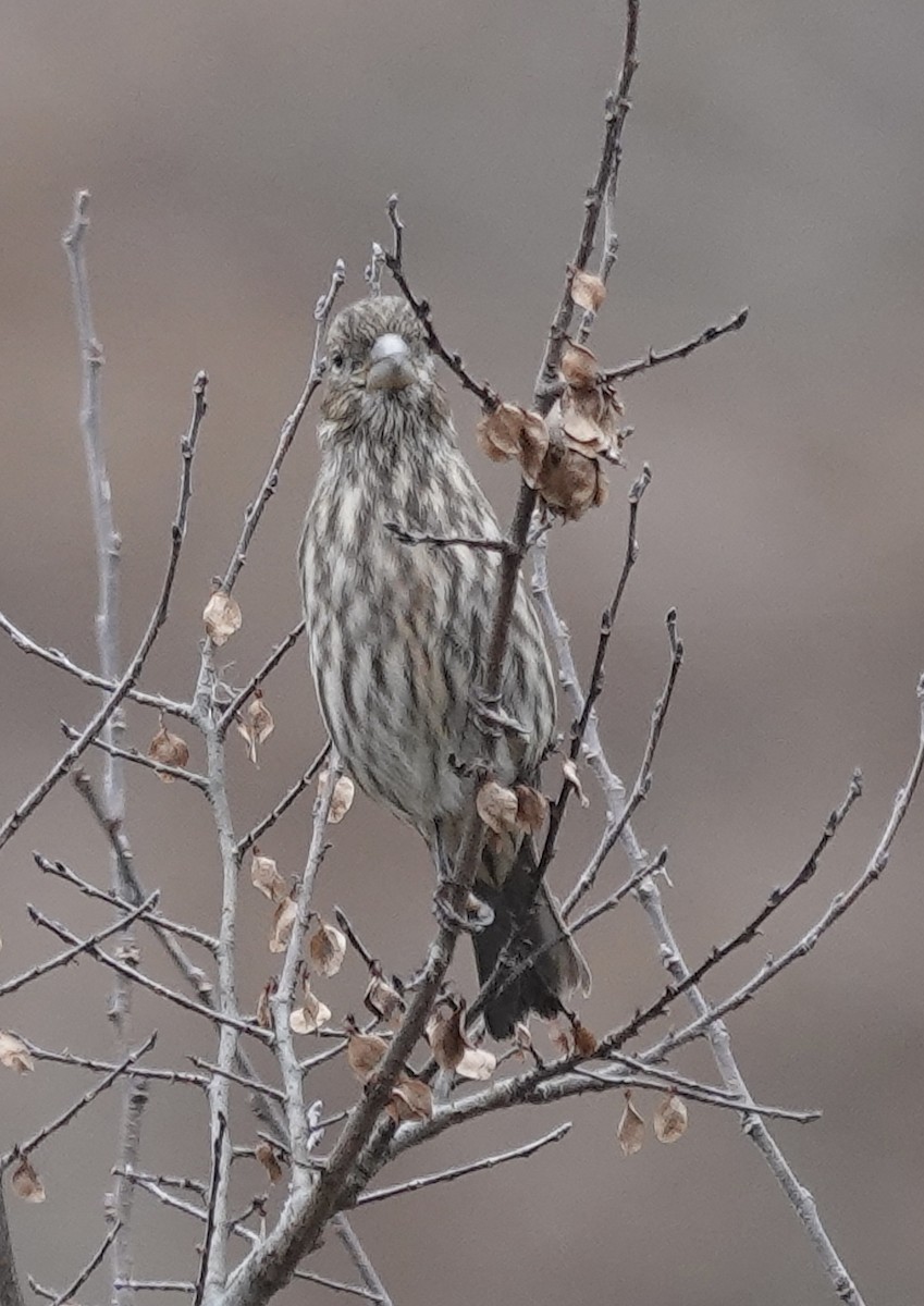 House Finch - ML645855511