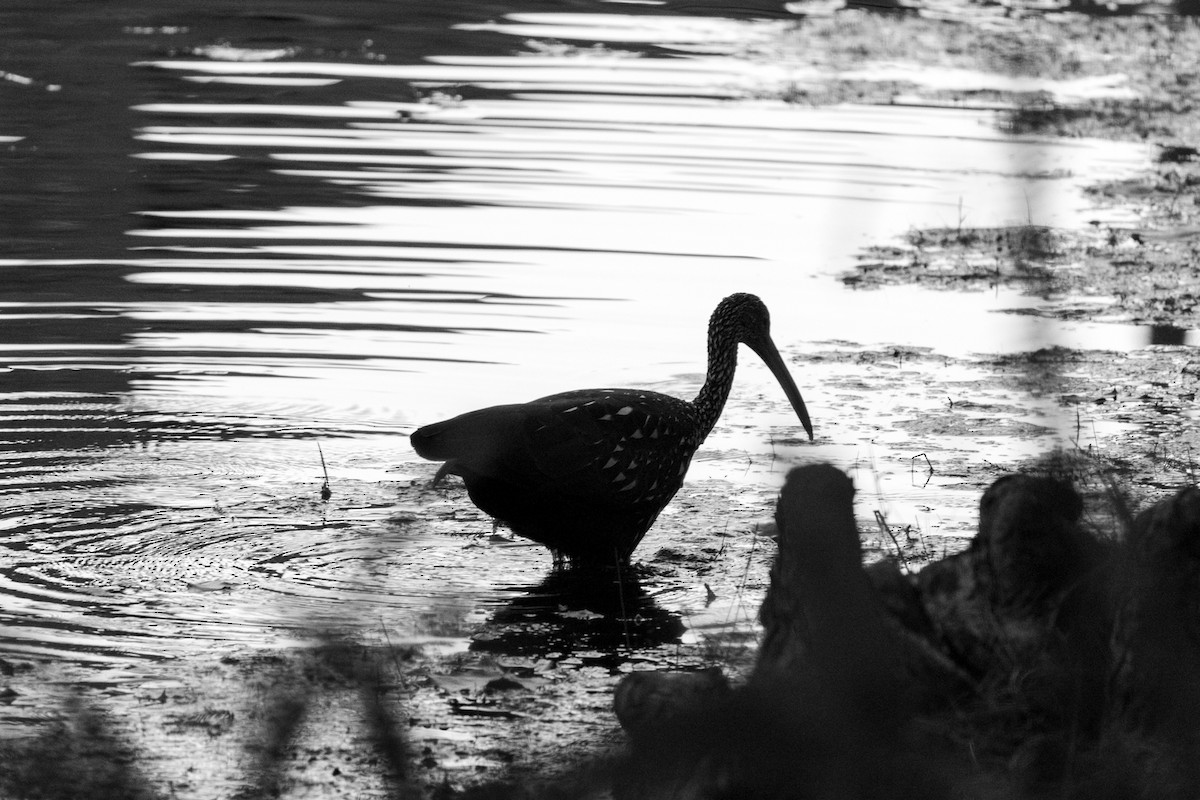 Limpkin - ML645855513