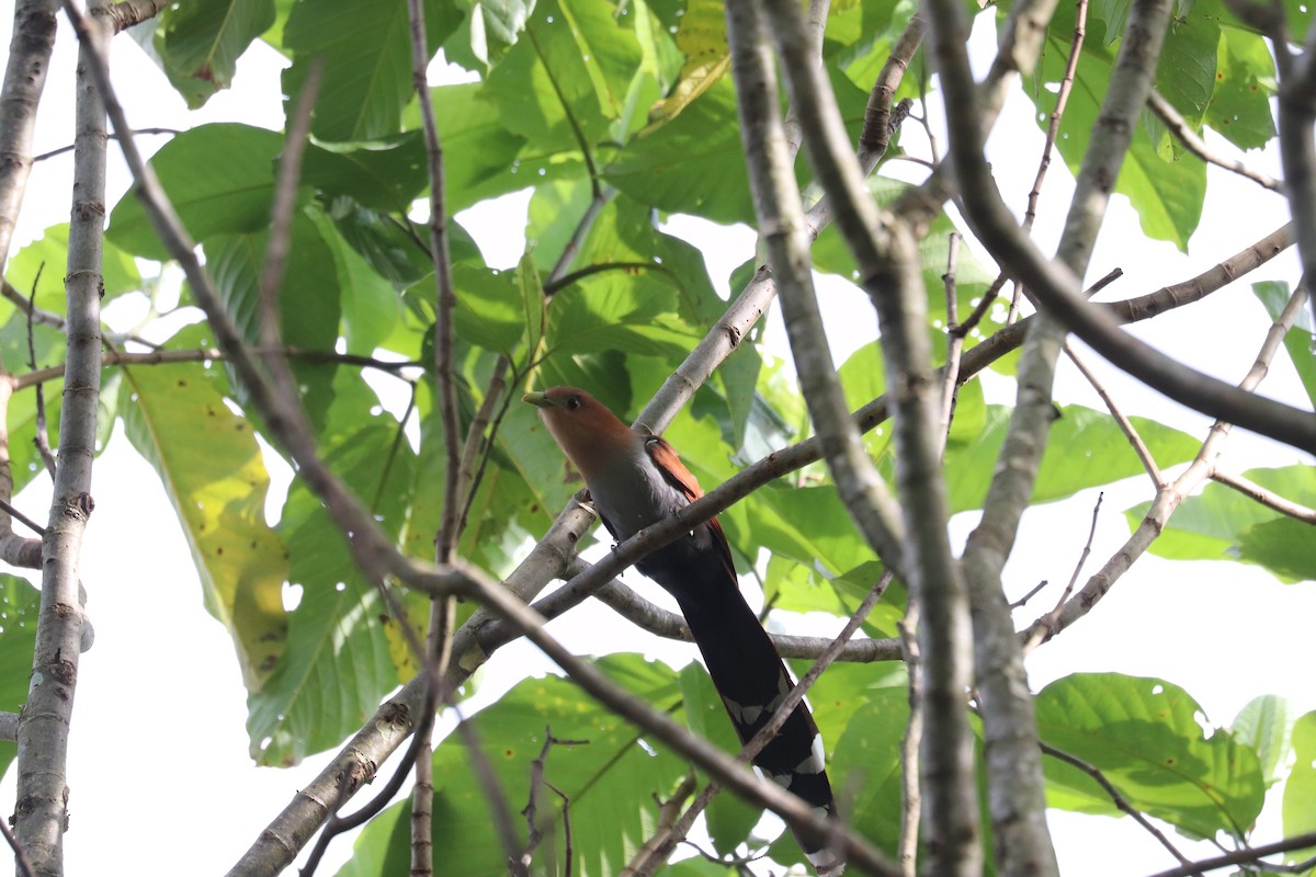 Common Squirrel-Cuckoo - ML645855523